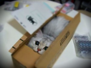 Schroedingers-LOLcat ohkay guyz. ekspirimint iz ovur. Let meh out.